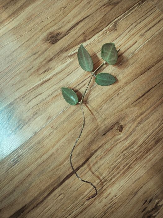 Hoya hoja Clemensiorum Red K2 Verticillata Silver