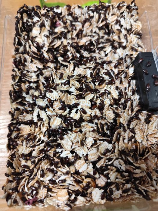 Жук знахарь / чорнотелка.