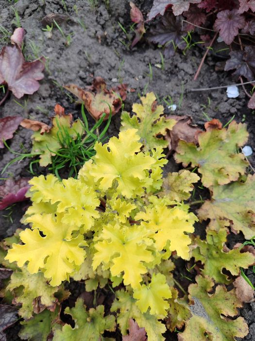 Гейхера садова в горщику