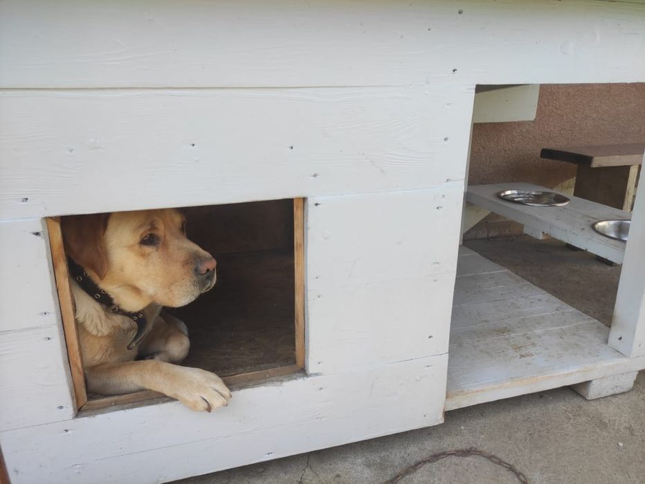 Лабрадор ретрівер для вязки