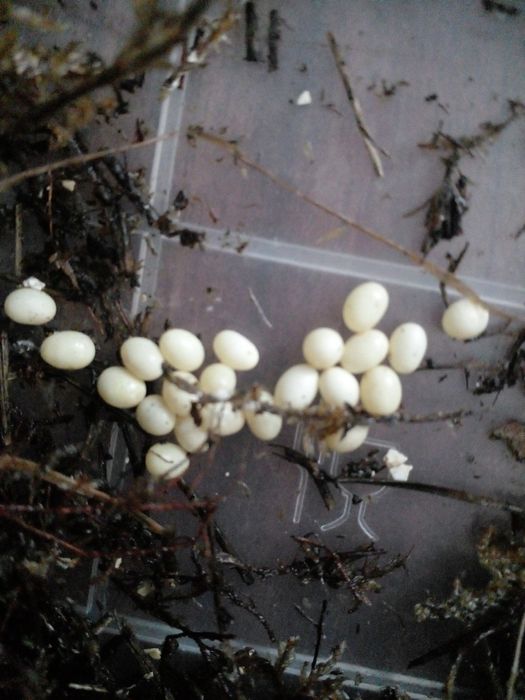 Продам кладку яєць равликів Ахатини.