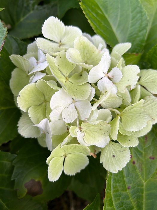 Hortensja ogrodowa biała Hydrangea macrophylla