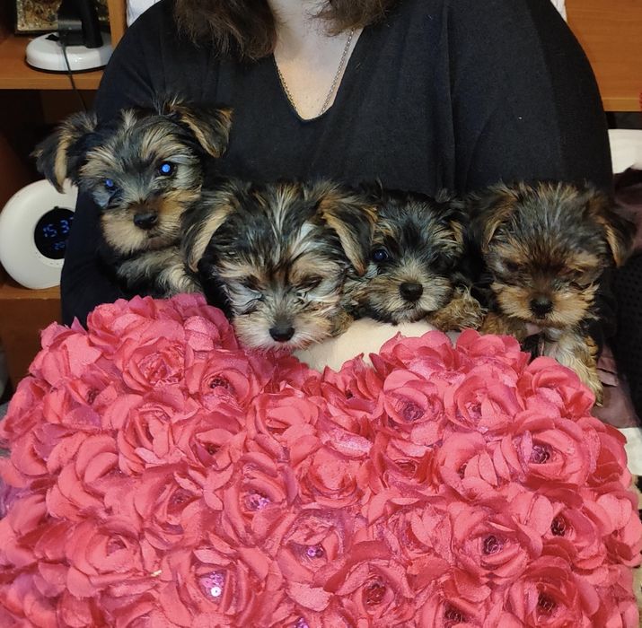 Цуценята йоркширського тер’єра - Подарунок на 8 березня
