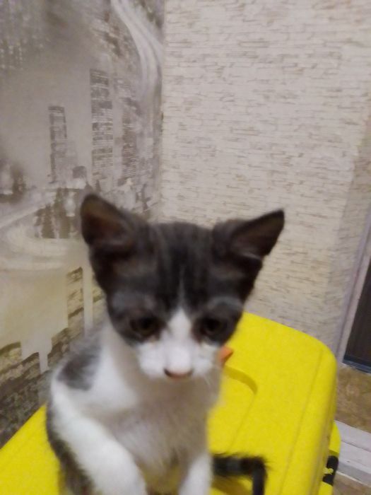 Маленькие котята
