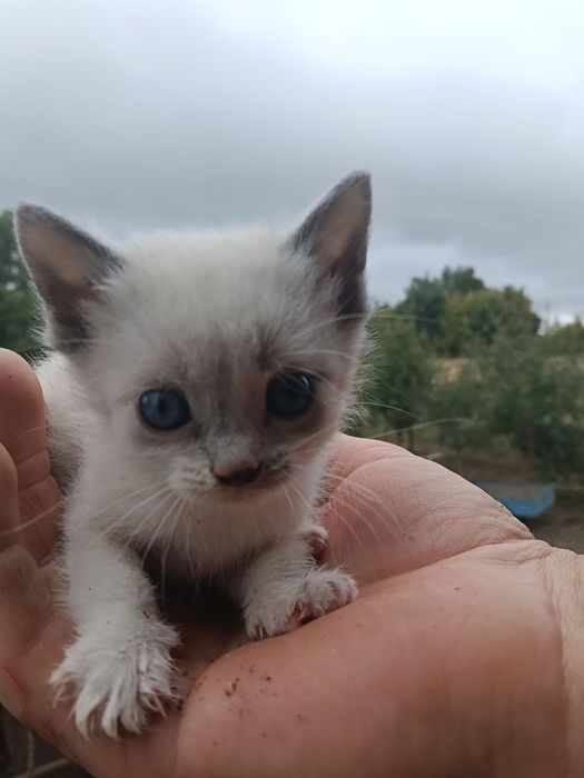 віддам в добрі руки маленьких кошенят