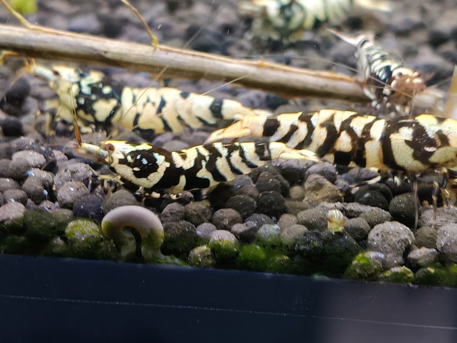Fancy Tiger Black