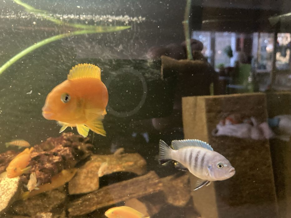 Pyszczaki Mix Pseudotropheus Saulosi