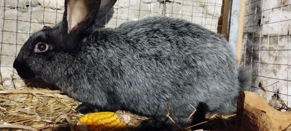 Полтавське срібло