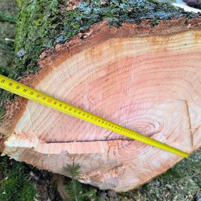 Daglezja kłoda 3,9 m