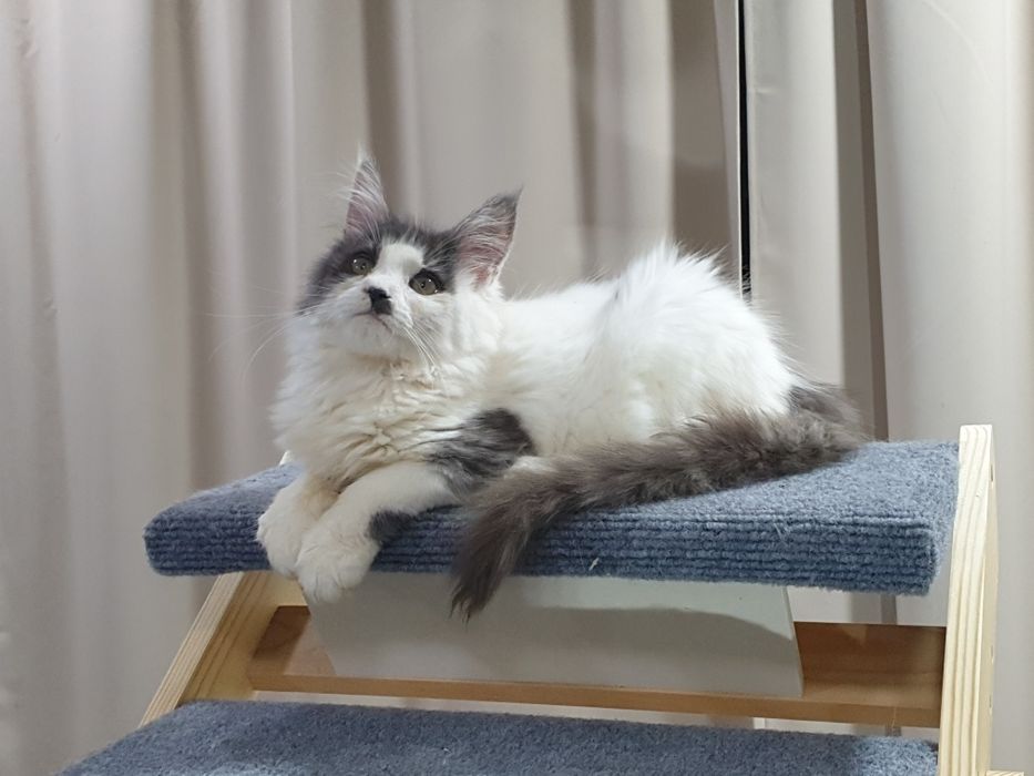 Fêmea Maine Coon com pedigree