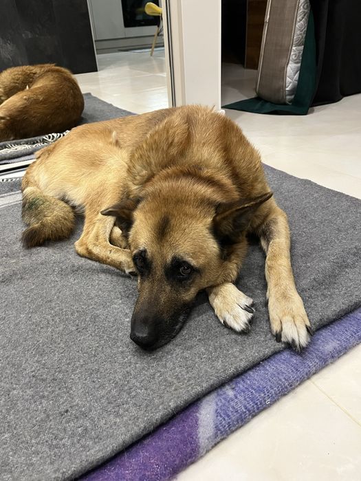 Пес ищет ответственную семью!