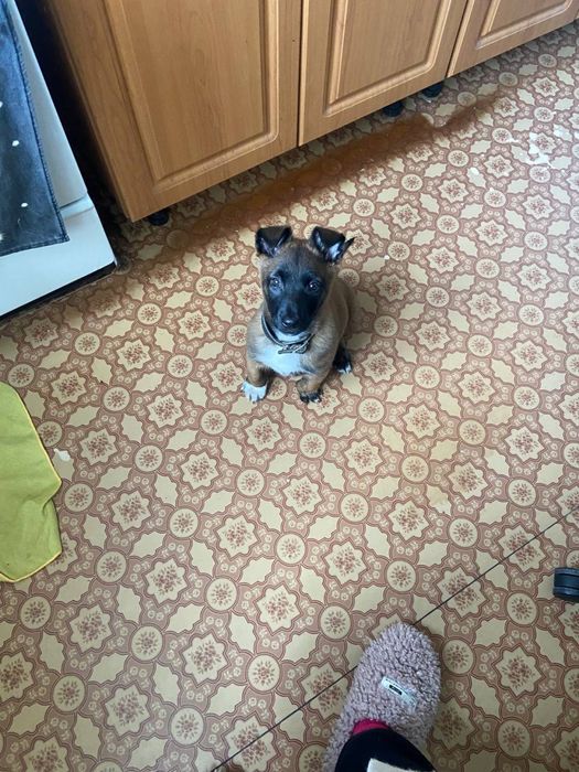 Малинуа,киев,щенок девочка