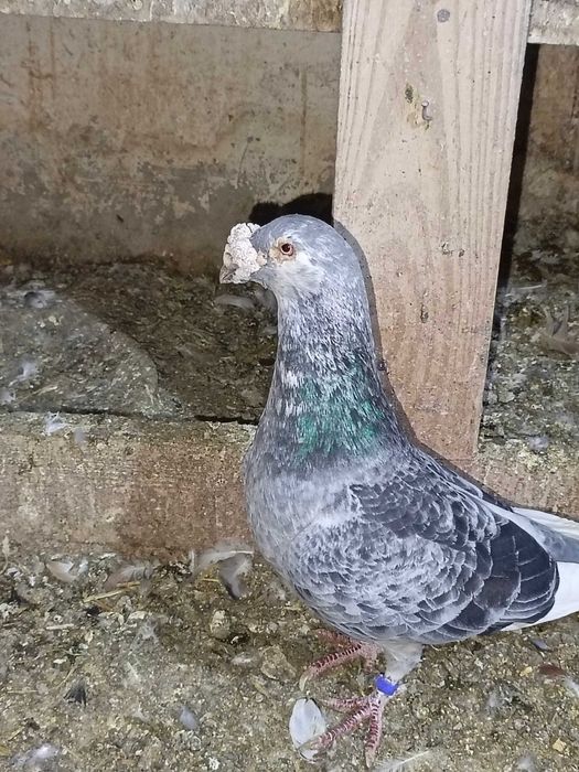 Sprzedam gołębie różnych ras