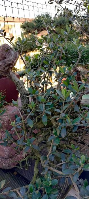 Bonsai Ullastre de Antonio Arana