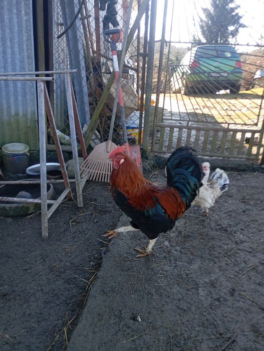 Kaczki francuskie staropolskie pekiny