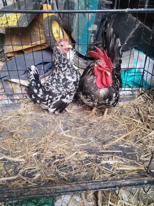 Kury chabo i kochanki miniaturki