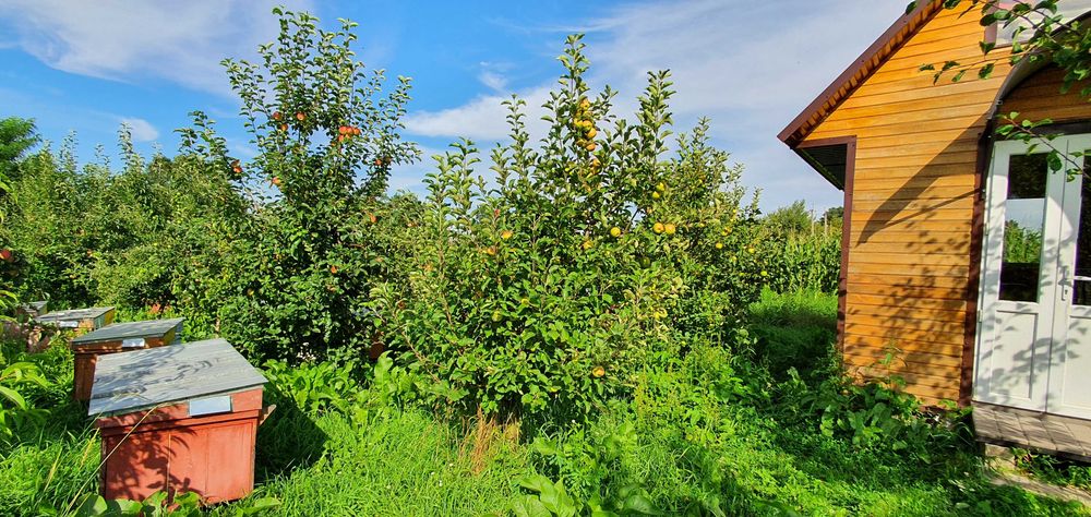 Продаються вулики разом із бджолами