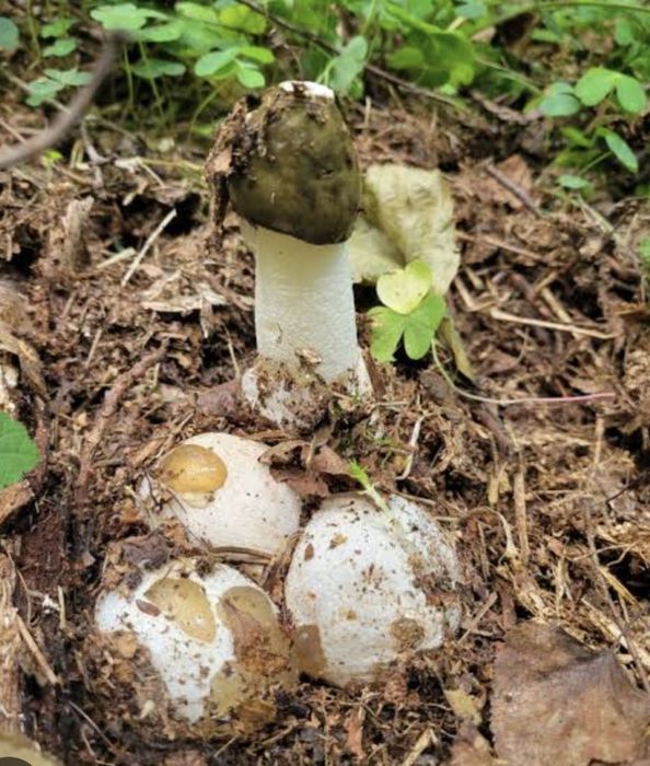 Продам гриб веселка