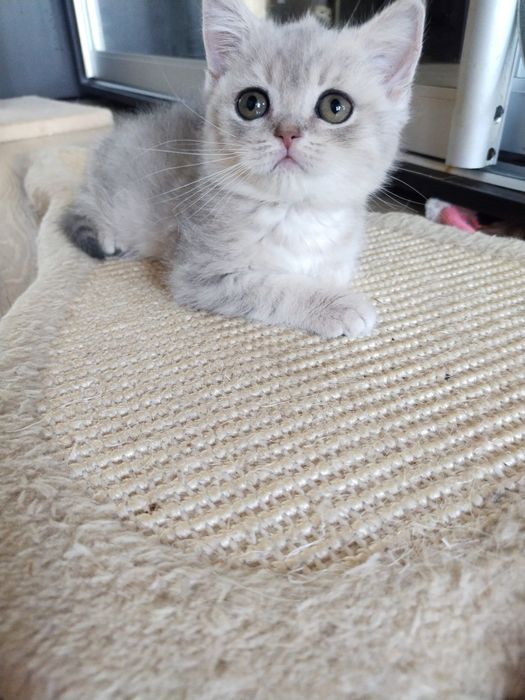 Шотландські кошенята хлопчики.