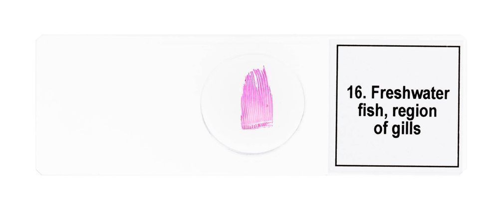 Discovery DPS 25 / Zestaw preparatów mikroskopowych