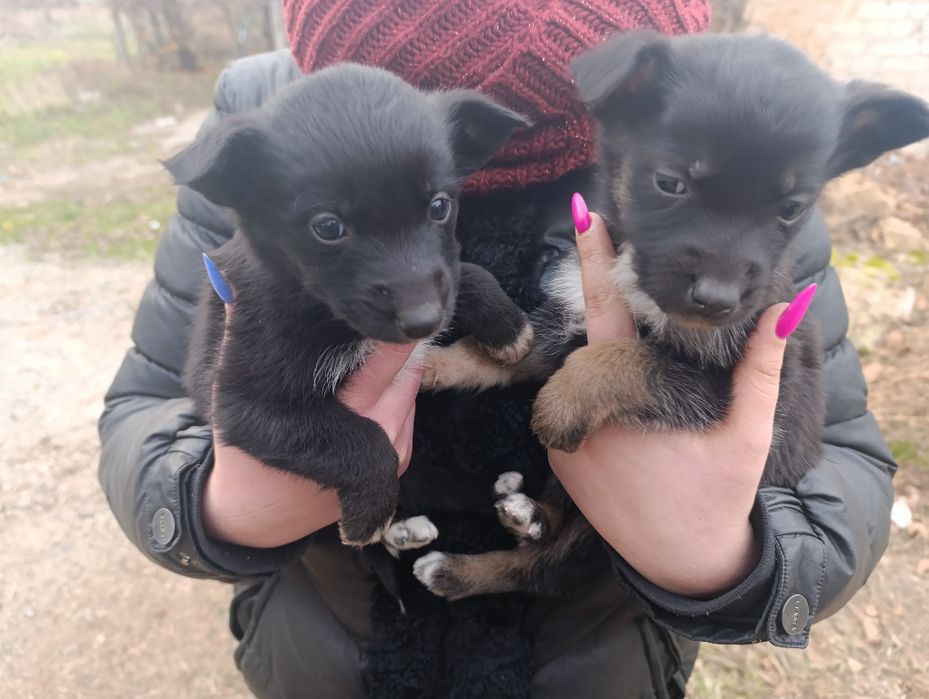 Отдам в хорошие руки щенков