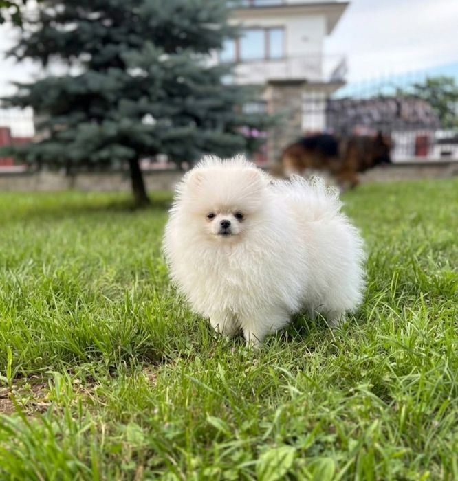 Spic miniaturowy pomeranian unikatowa sunia mini