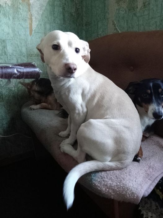 Отдам собак в добрые руки БЕСПЛАТНО