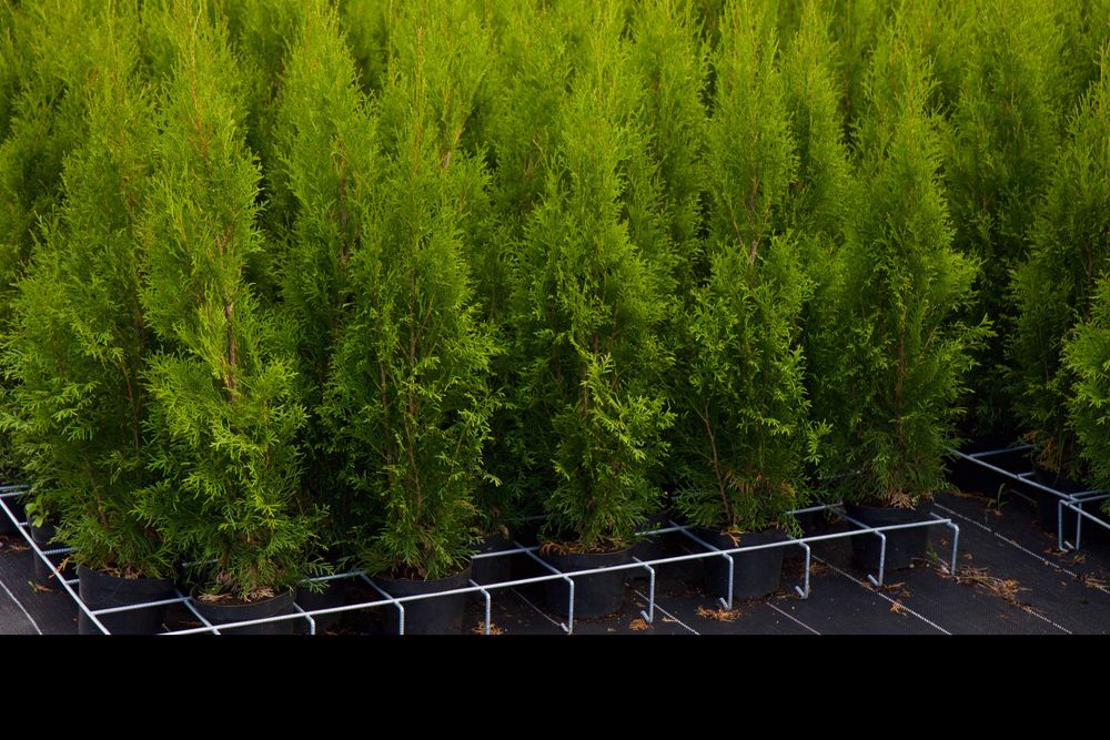 Tuja Thuja Szmaragd 100cm  Wysyłka - Sadzenie Gratis !!!