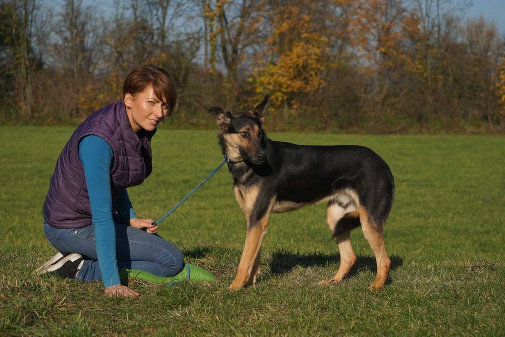 Maximo - czujy piesek szuka domu