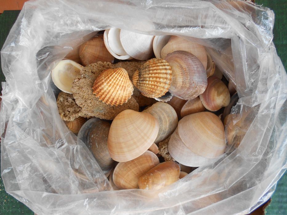 Conchas grandes diversas decoracao aquario terrario ou lagos