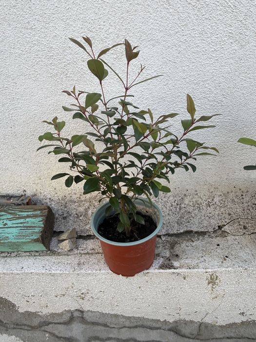 Eugenias (rebentos e sementes) para sebes e arbustos