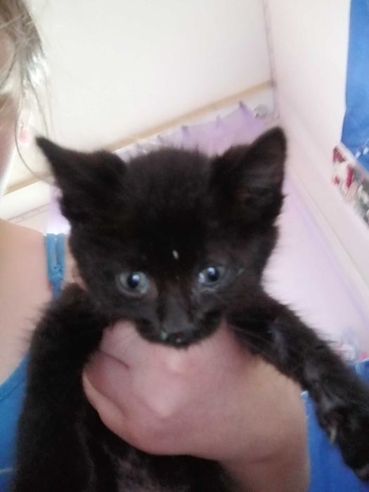 продам котика, хлопчик