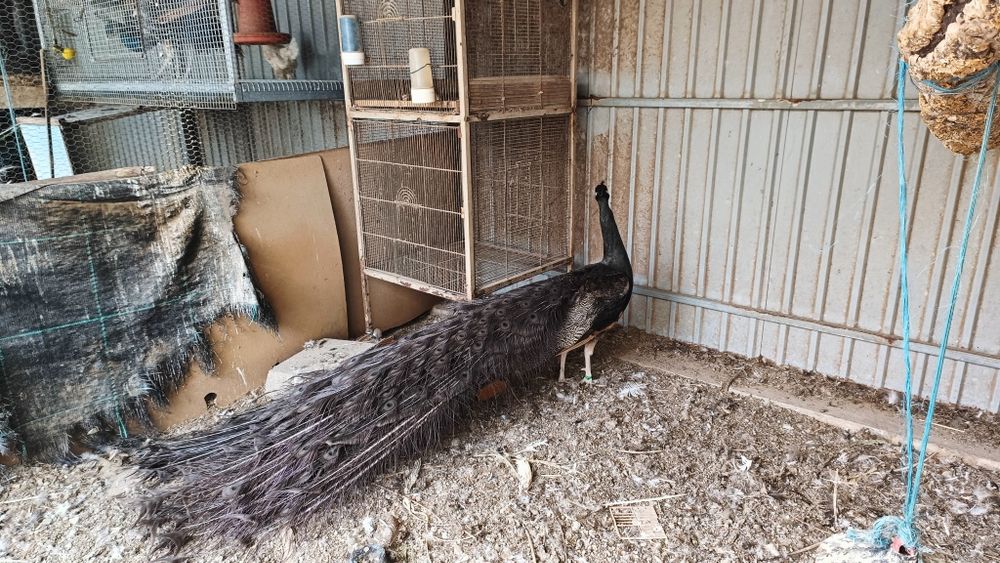 Vários Pavões de 2025