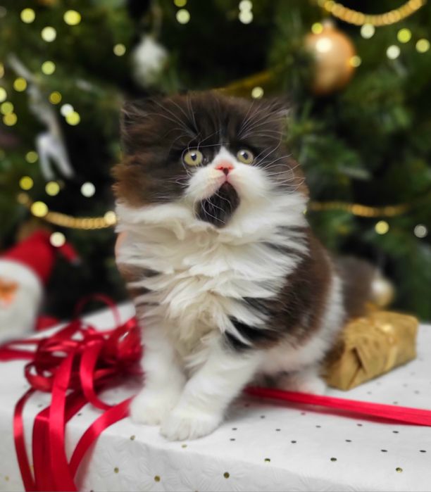 Szkocki prostouchy z rodowodem WCF