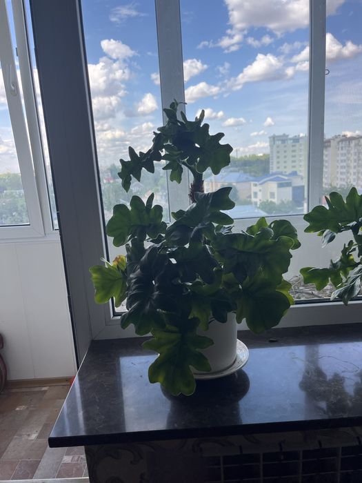 Комнат. цветок Филодендрон Селло