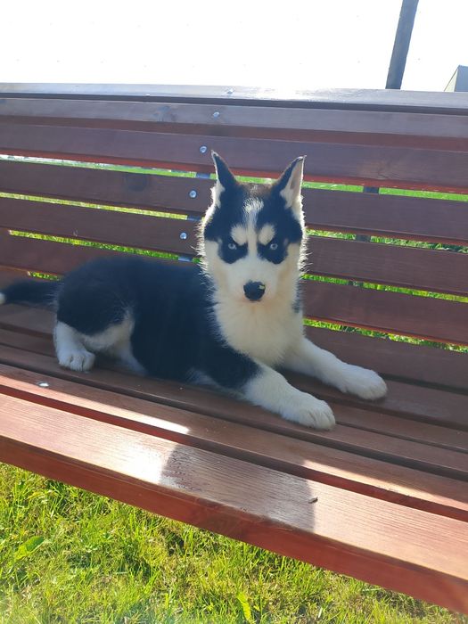 Szczeniak Syberian Husky