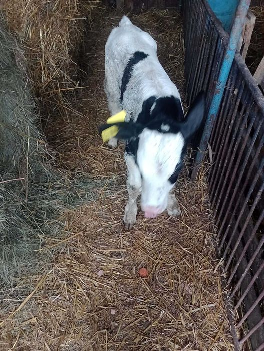 Byczek dwu tygodniowy