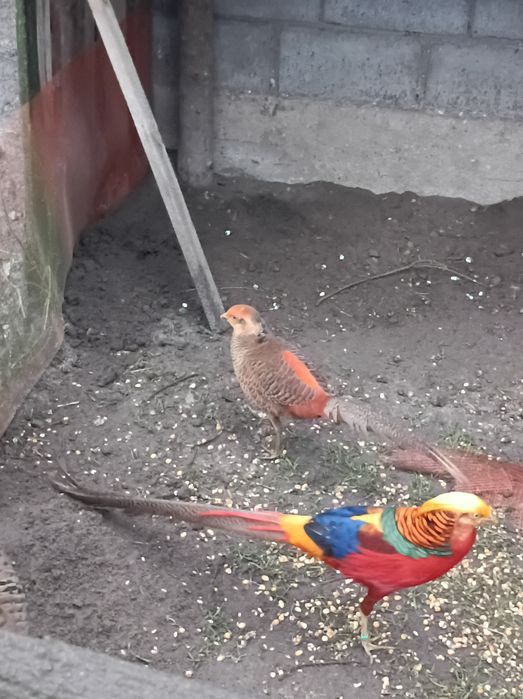 Zadbane i  ładne bażanty