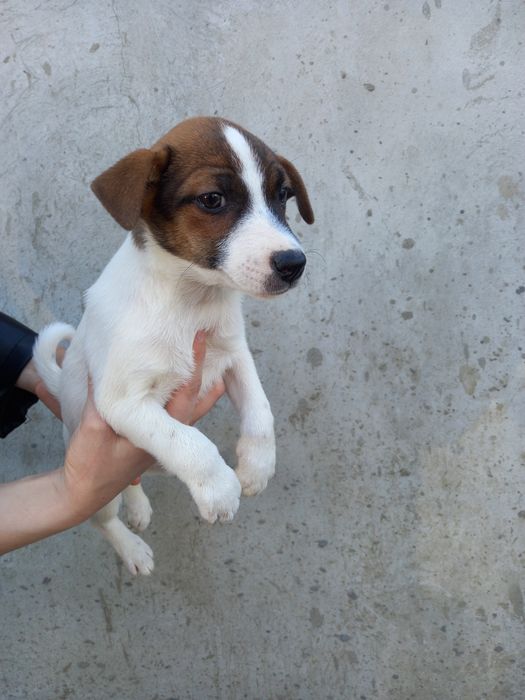 Джек Рассел девочка