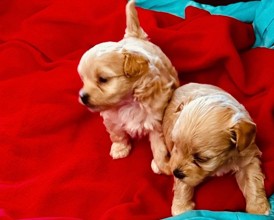 Maltipoo suczka, pudel toy-maltańczyk badania genetyczne