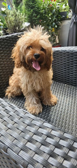 Cavapoo/ dziewczynka