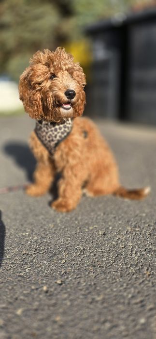 Cockapoo/ dziewczynka