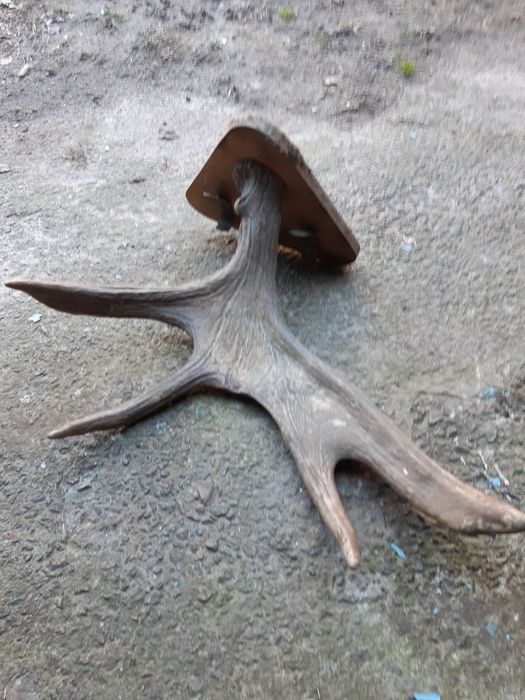 Роги лося оригінальні