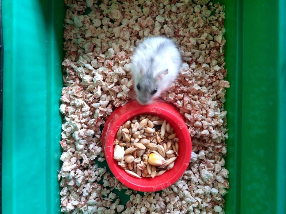 Хомячки Кременчуг