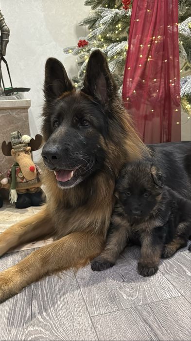Цуценята німецької вівчарки КСУ