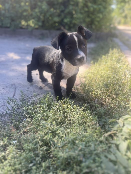 Щенки  Бесплатно