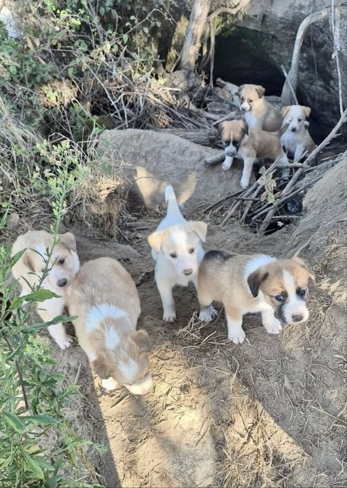 Cães bebés para adoção responsável
