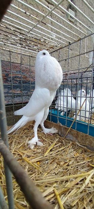 Garłacz angielski samica