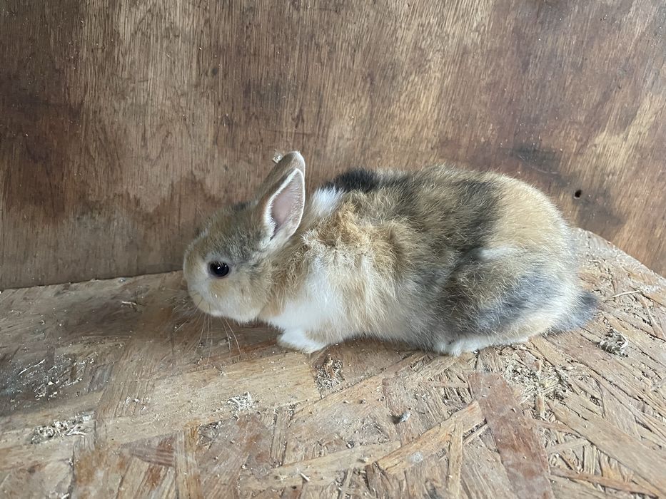 Coelho anão varias cores
