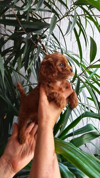 Той пудель  тикап ксу  мальчик